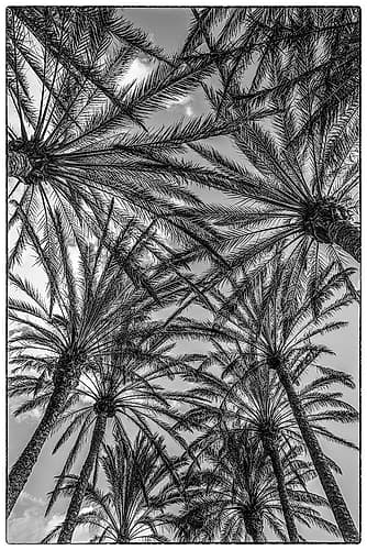 Spain-Canary Islands-Gran Canaria Island-Maspalomas-palm tree canopy Tropical Print